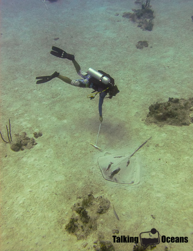 A students measuring stingray size in the Turks & Caicos