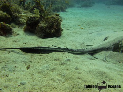 Stingray spines regrow when broken, often more than one at a time