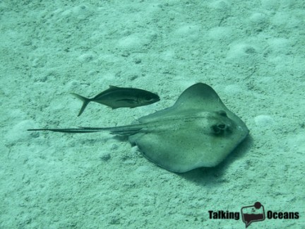 A bar jack taking advantage of a foraging stingray