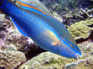 princess-parrotfish.jpg