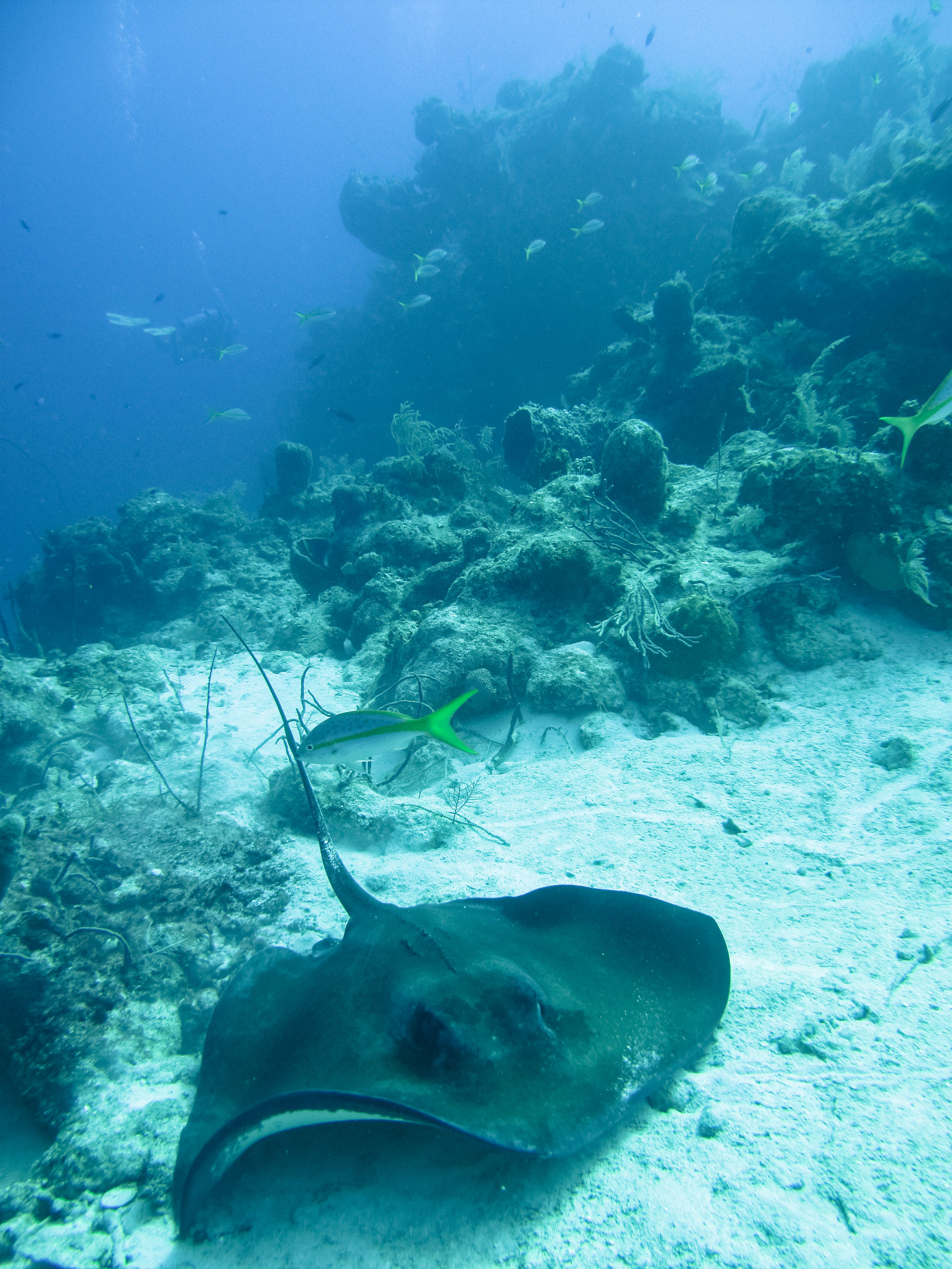 Reef_stingray